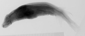 Media type: image;   Ichthyology 162902 Aspect: lateral,description